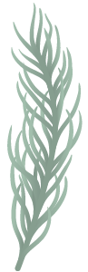 Cedar plant branch